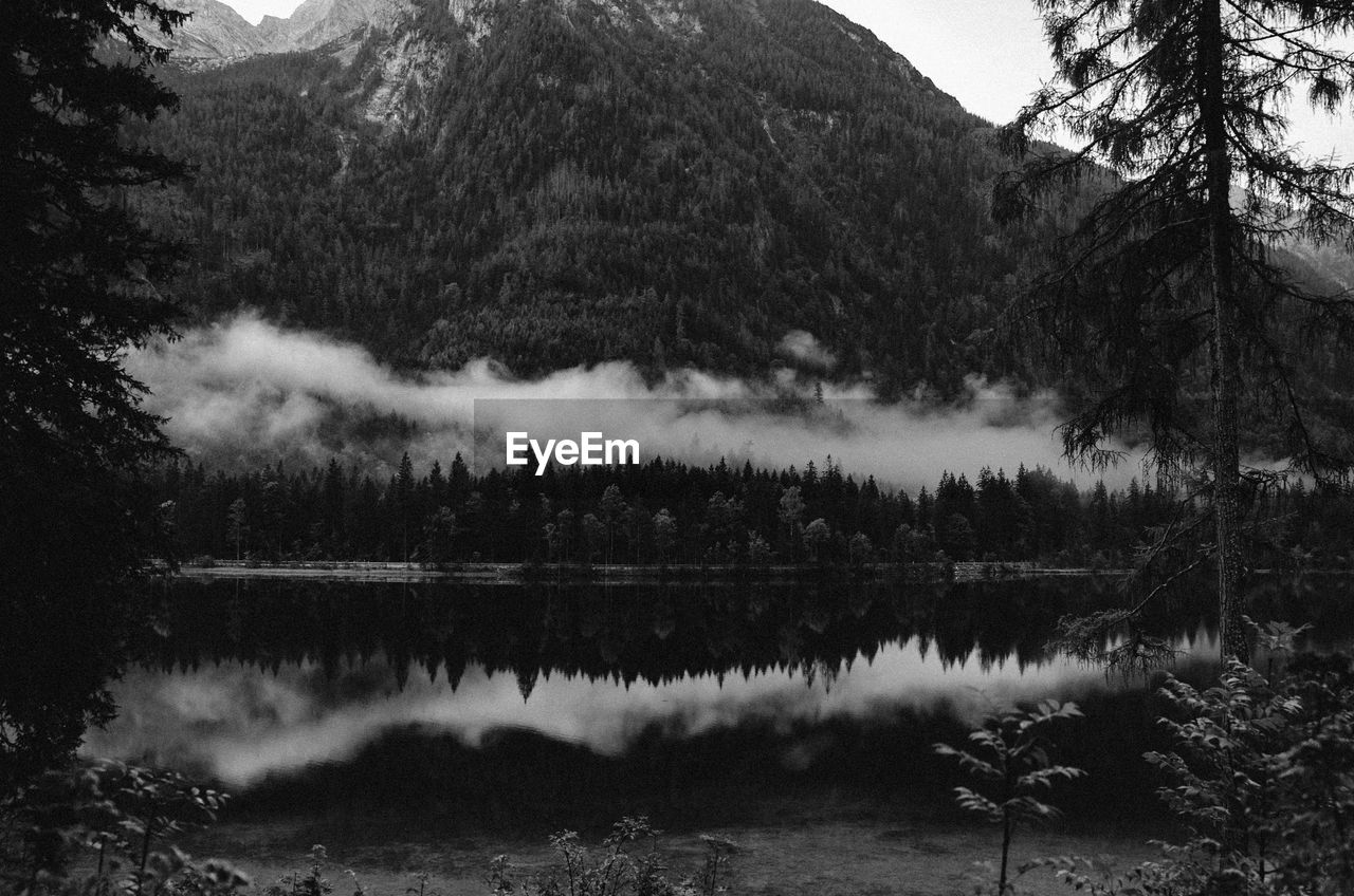 REFLECTION OF TREES IN LAKE