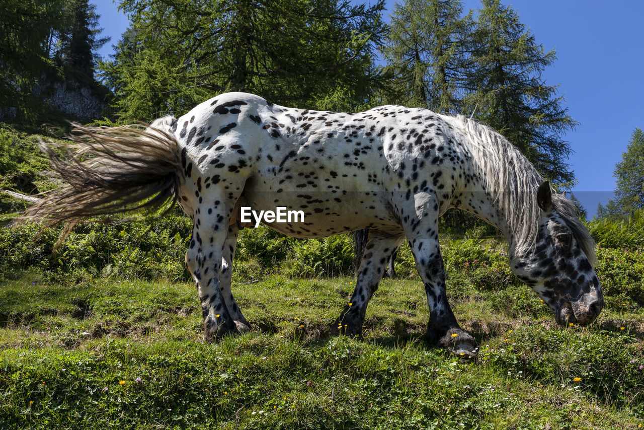 VIEW OF HORSES ON FIELD