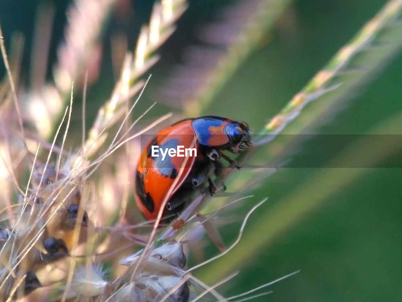 CLOSE-UP OF LADYBUG ON STEM