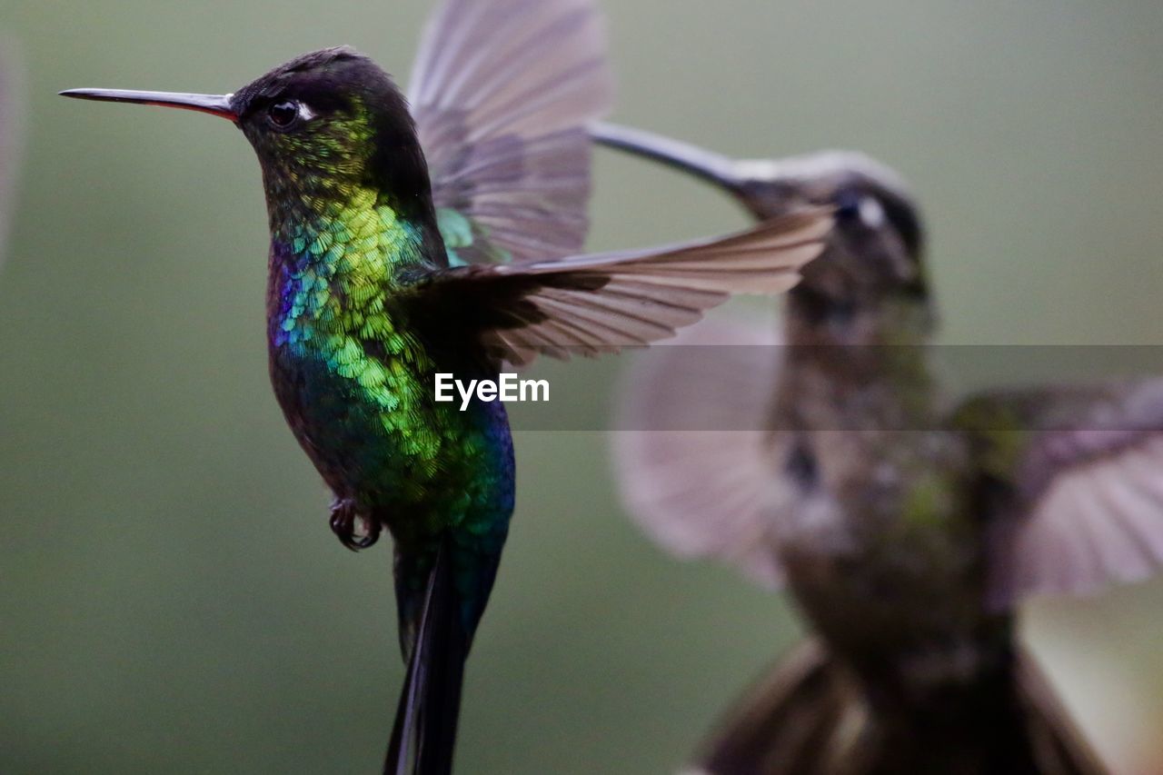 CLOSE-UP OF BIRD FLYING OVER FLOWER