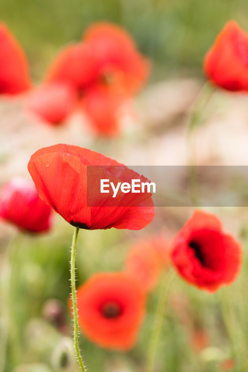 Close-up of red poppy flowers