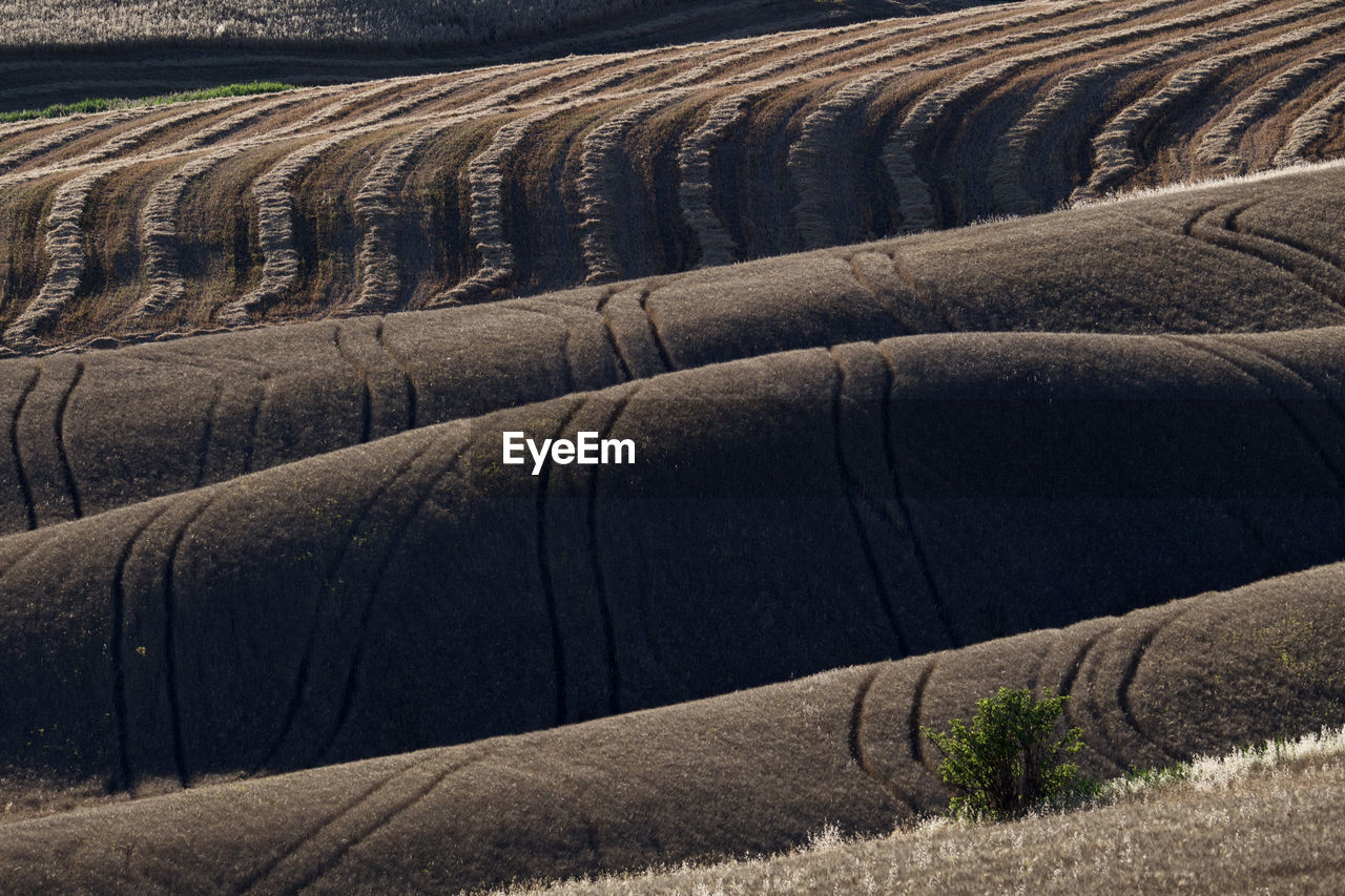 Scenic view of agricultural field