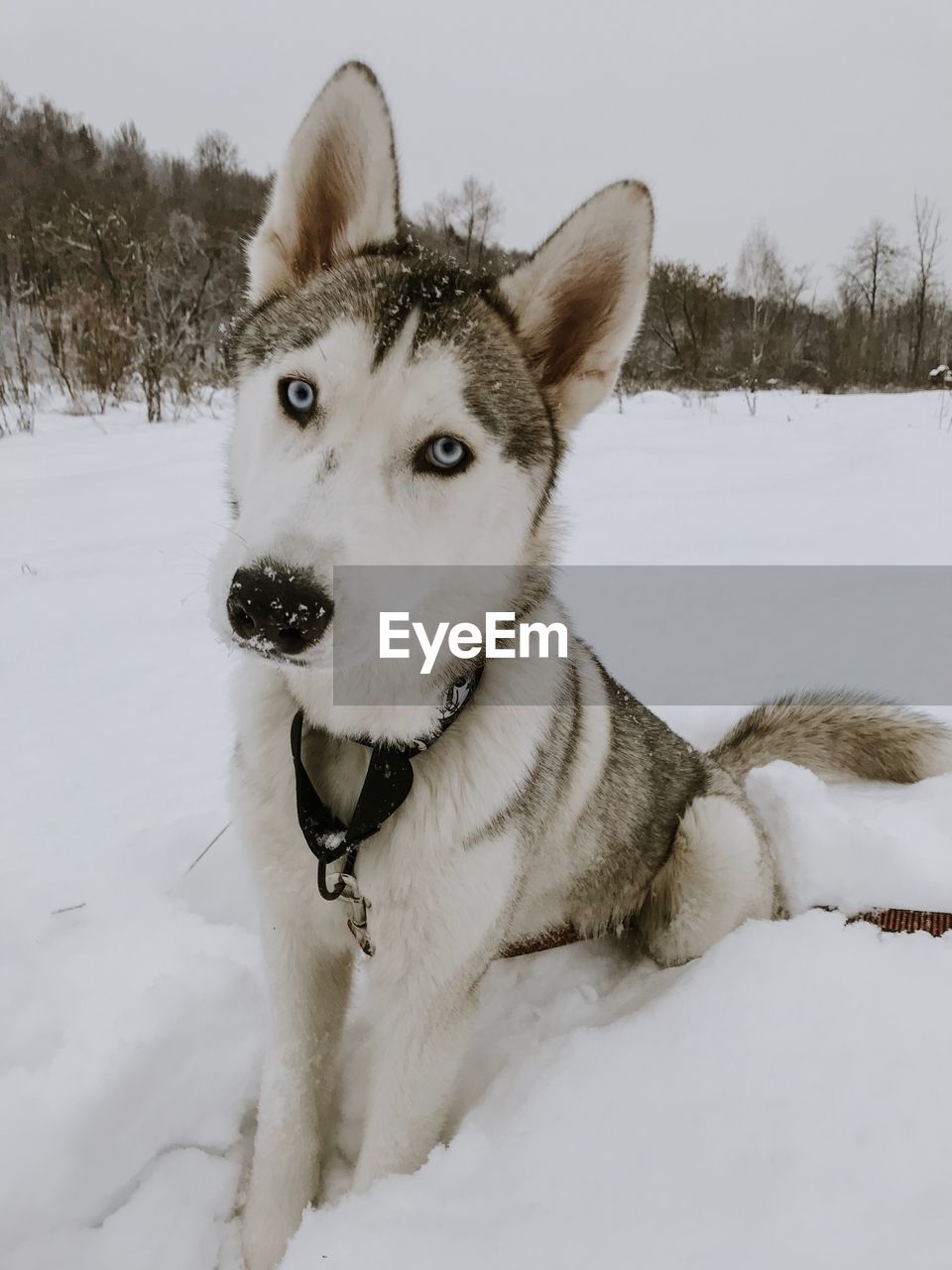 Dog in snow on land