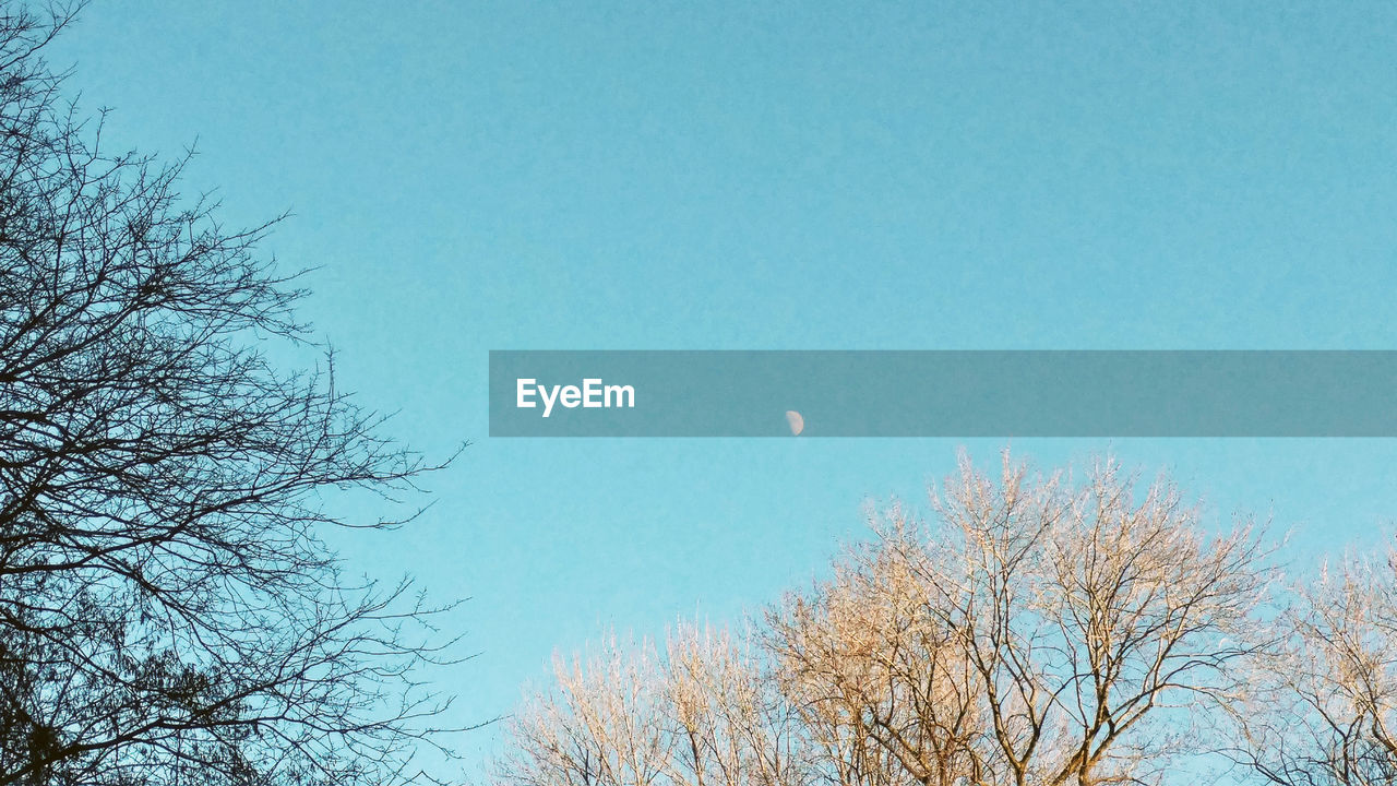 LOW ANGLE VIEW OF BARE TREE AGAINST BLUE SKY