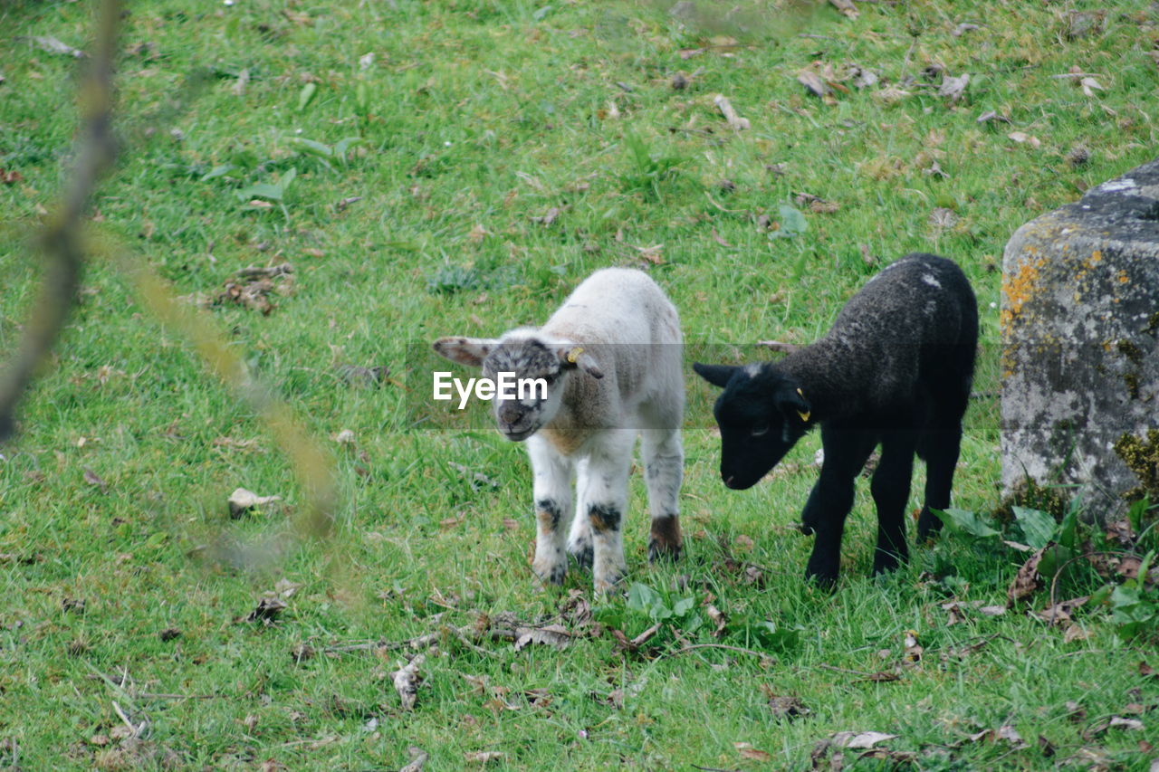 Lamb standing on field