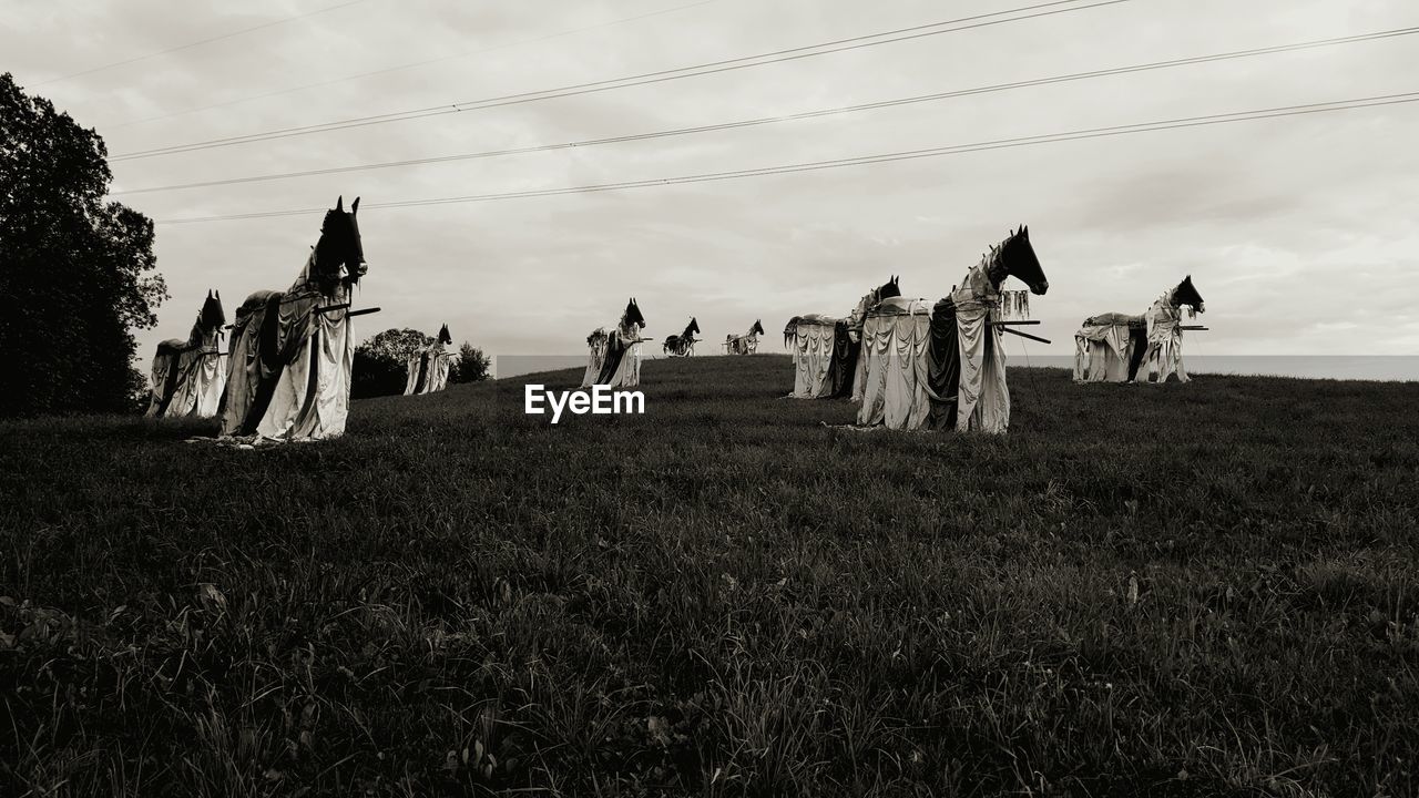 Horses in field with sky in background