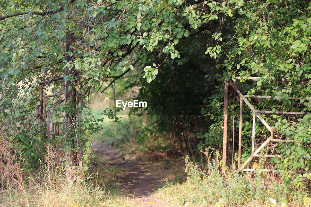 SCENIC VIEW OF TREES IN FOREST