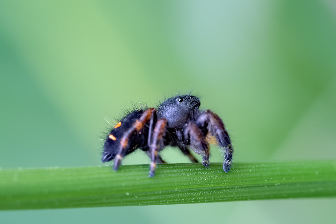 Close up of a jumping spider on a blade of grass.