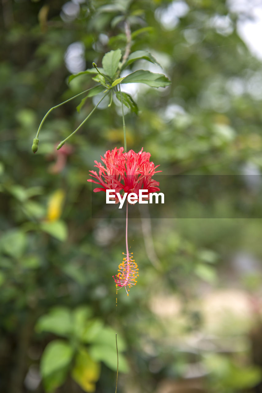 CLOSE-UP OF RED FLOWER GROWING OUTDOORS