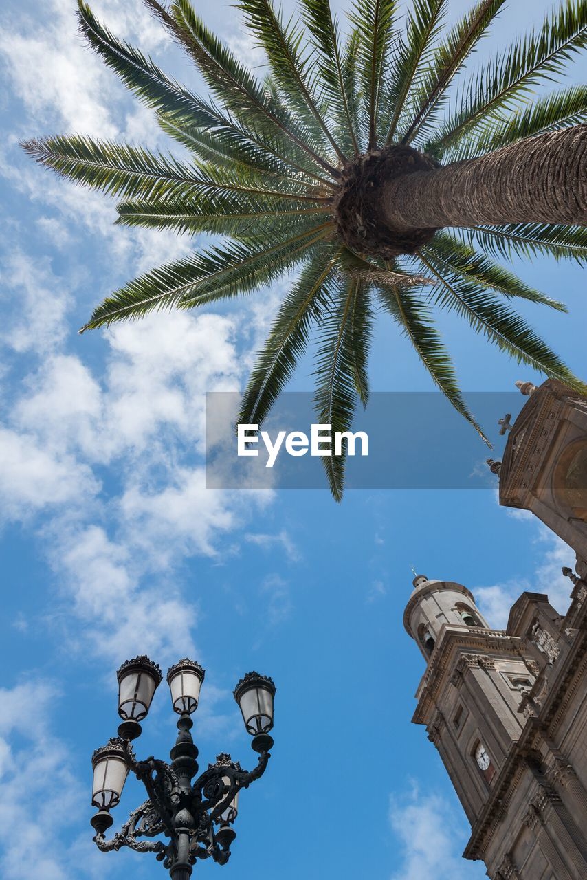 LOW ANGLE VIEW OF PALM TREES AGAINST SKY