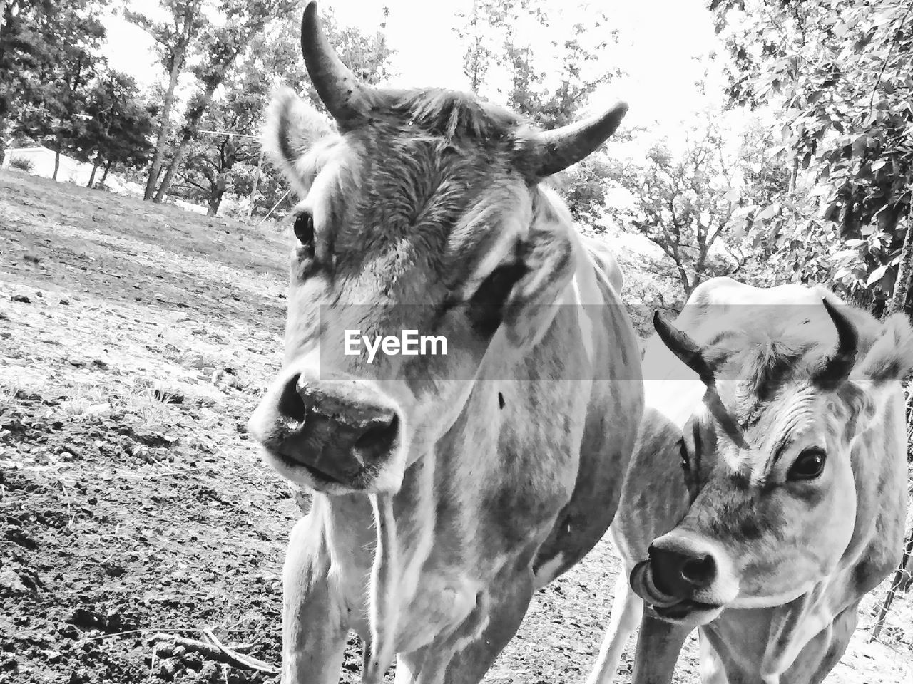 CLOSE-UP PORTRAIT OF HORSES ON FIELD