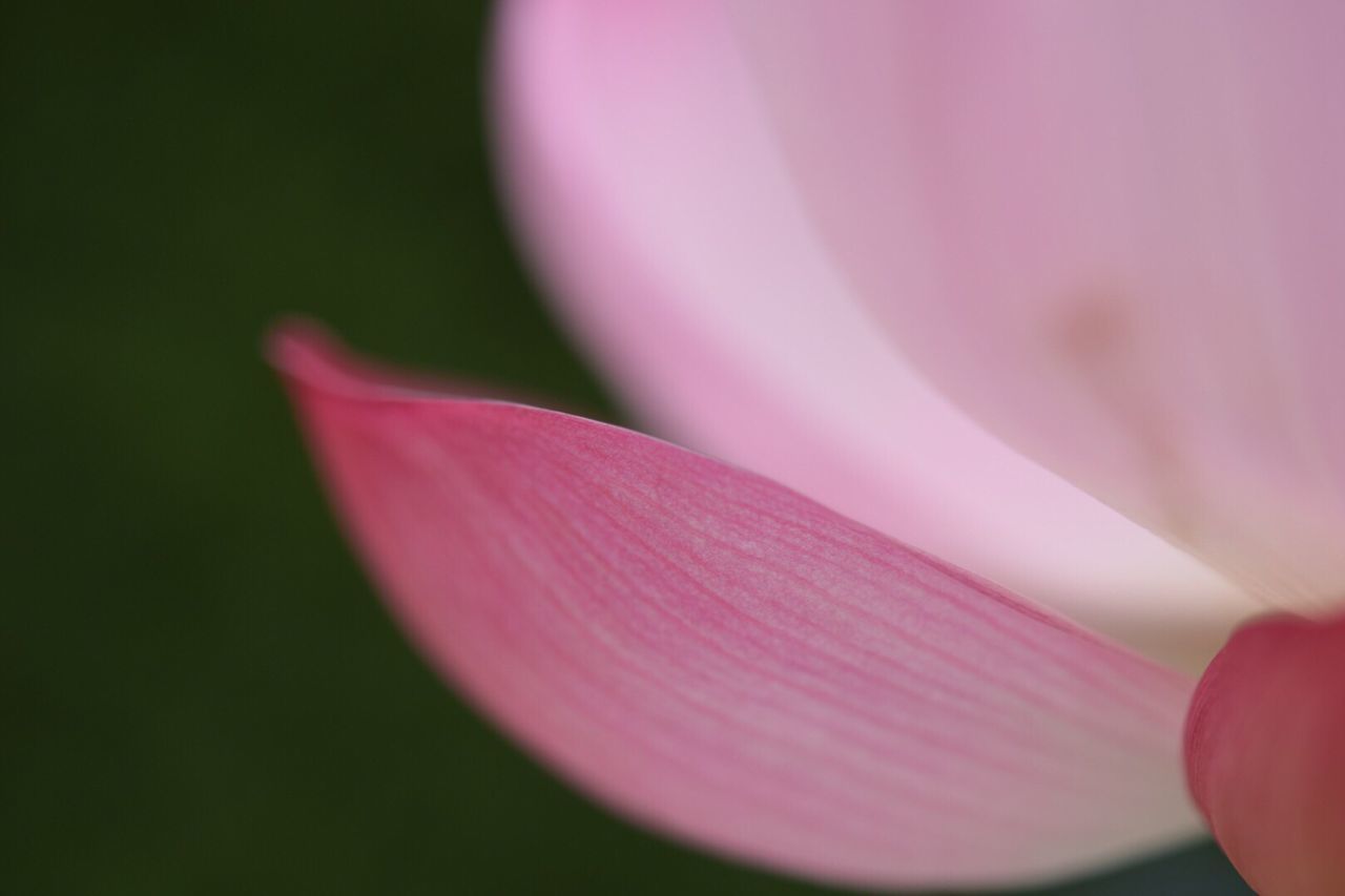 CLOSE-UP OF PINK FLOWERS ON PLANT