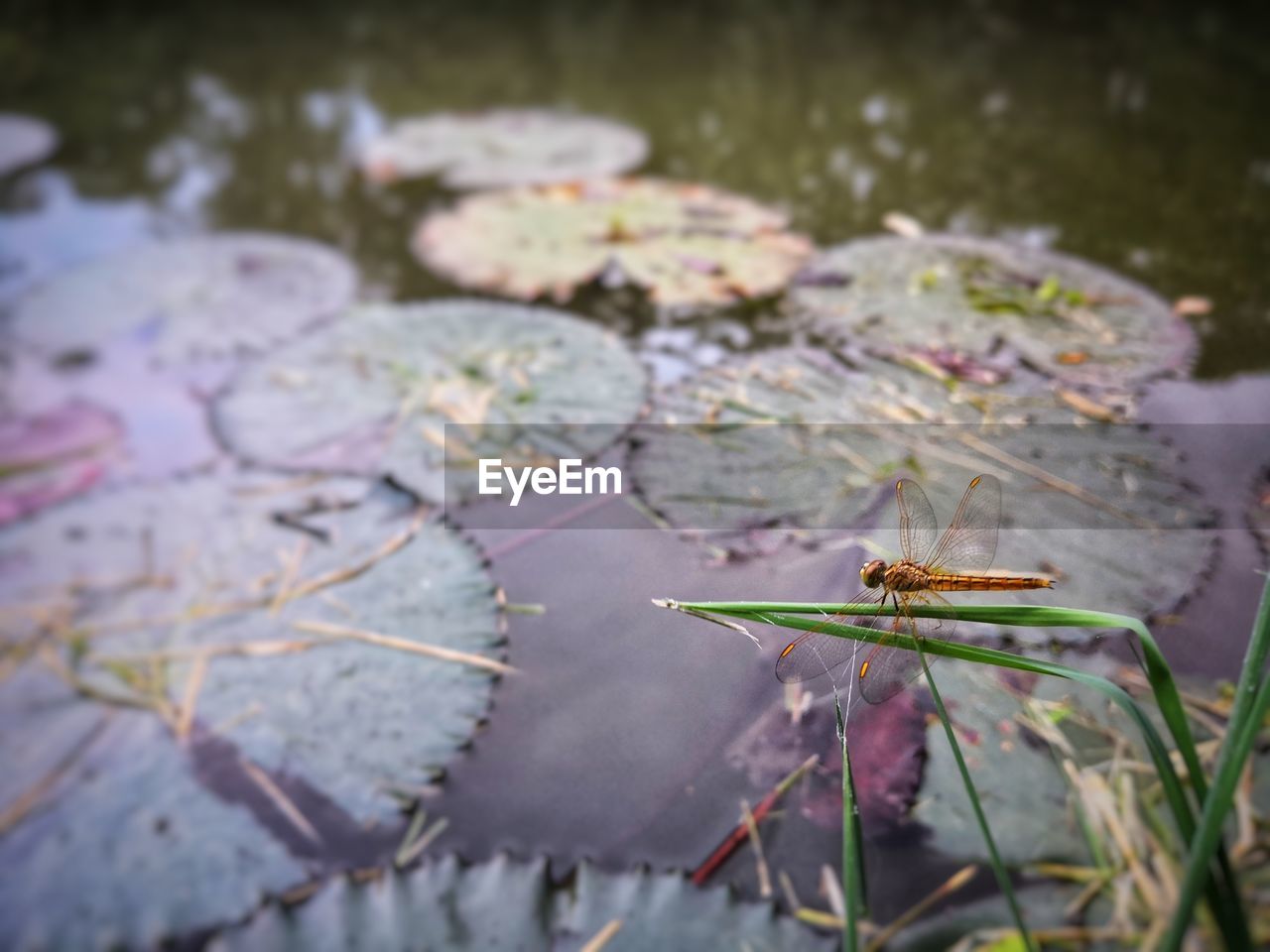 High angle view of insect on leaf