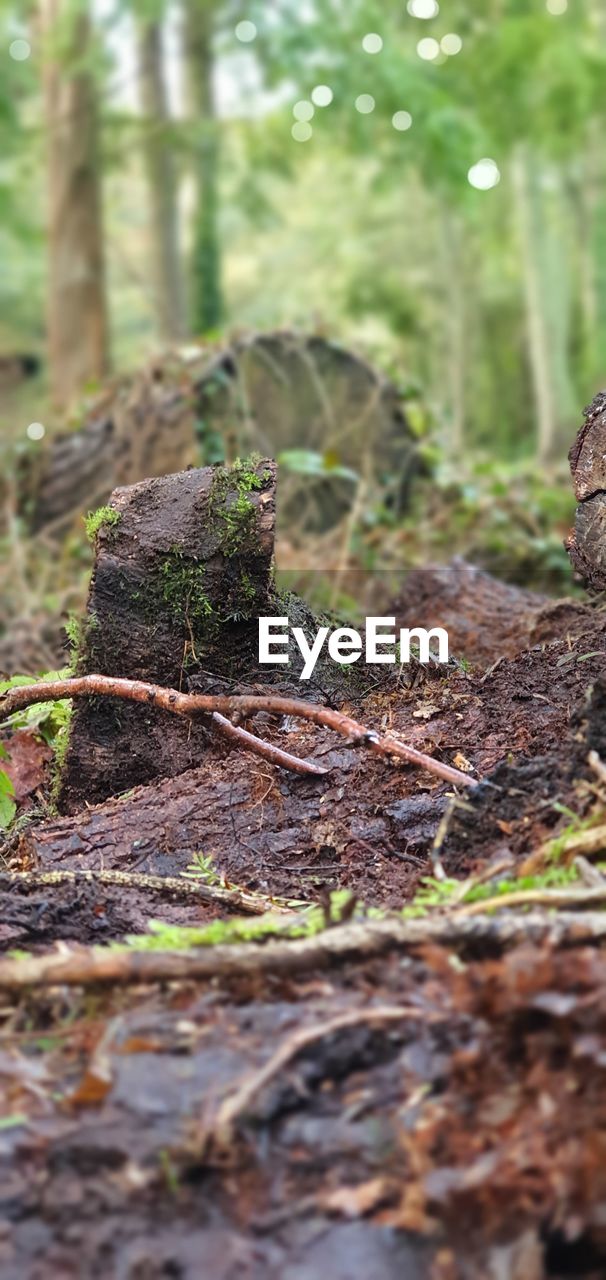 CLOSE-UP OF DRY LEAVES ON TREE TRUNK