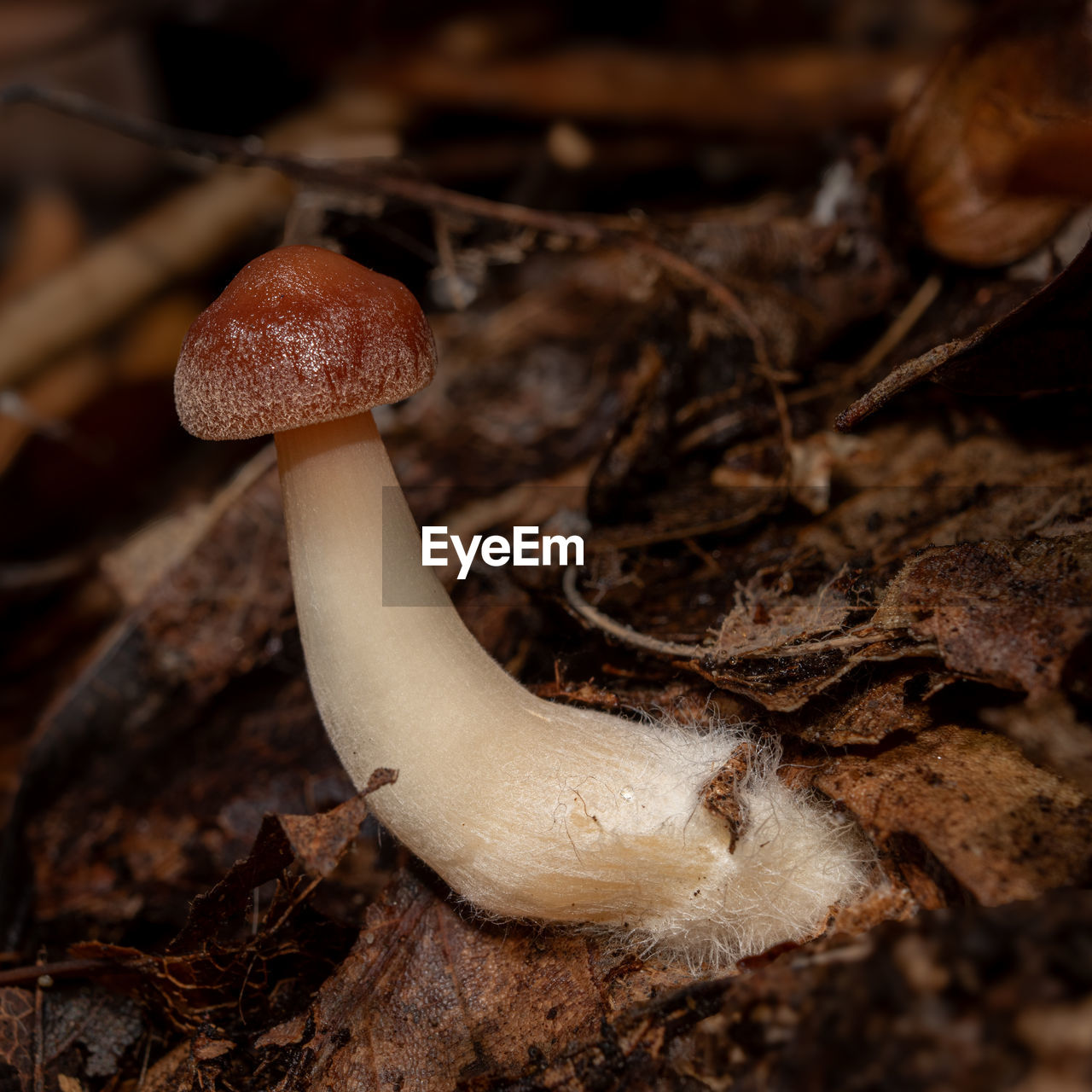 mushroom, close-up, fungus, macro photography, food, vegetable, soil, nature, land, forest, tree, edible mushroom, no people, plant, animal, food and drink, animal themes, agaricaceae, animal wildlife, poisonous, autumn, outdoors, brown