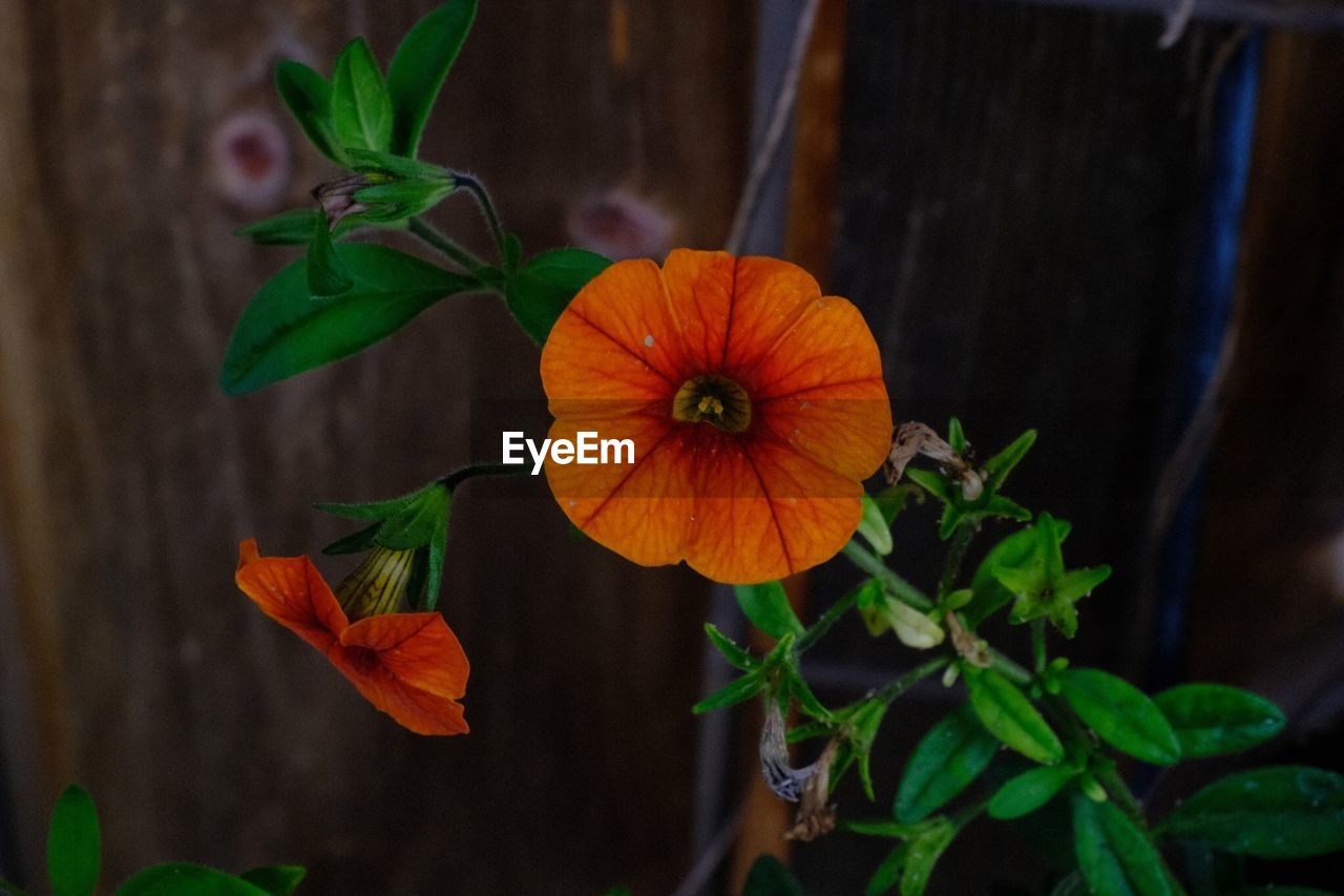 Close-up of orange flowering plant