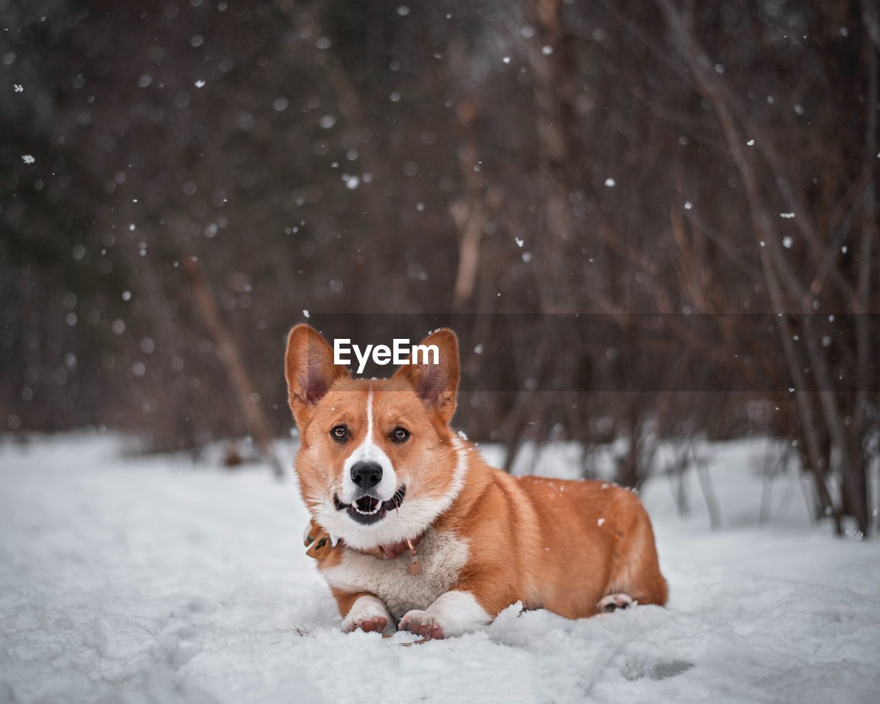 PORTRAIT OF DOG ON SNOW FIELD