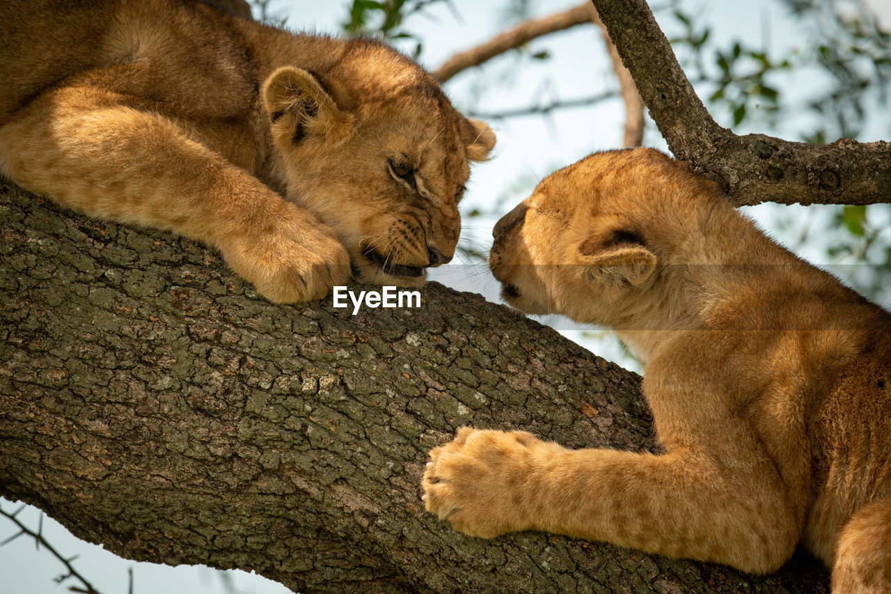 Close-up of lion cubs sitting on tree trunk