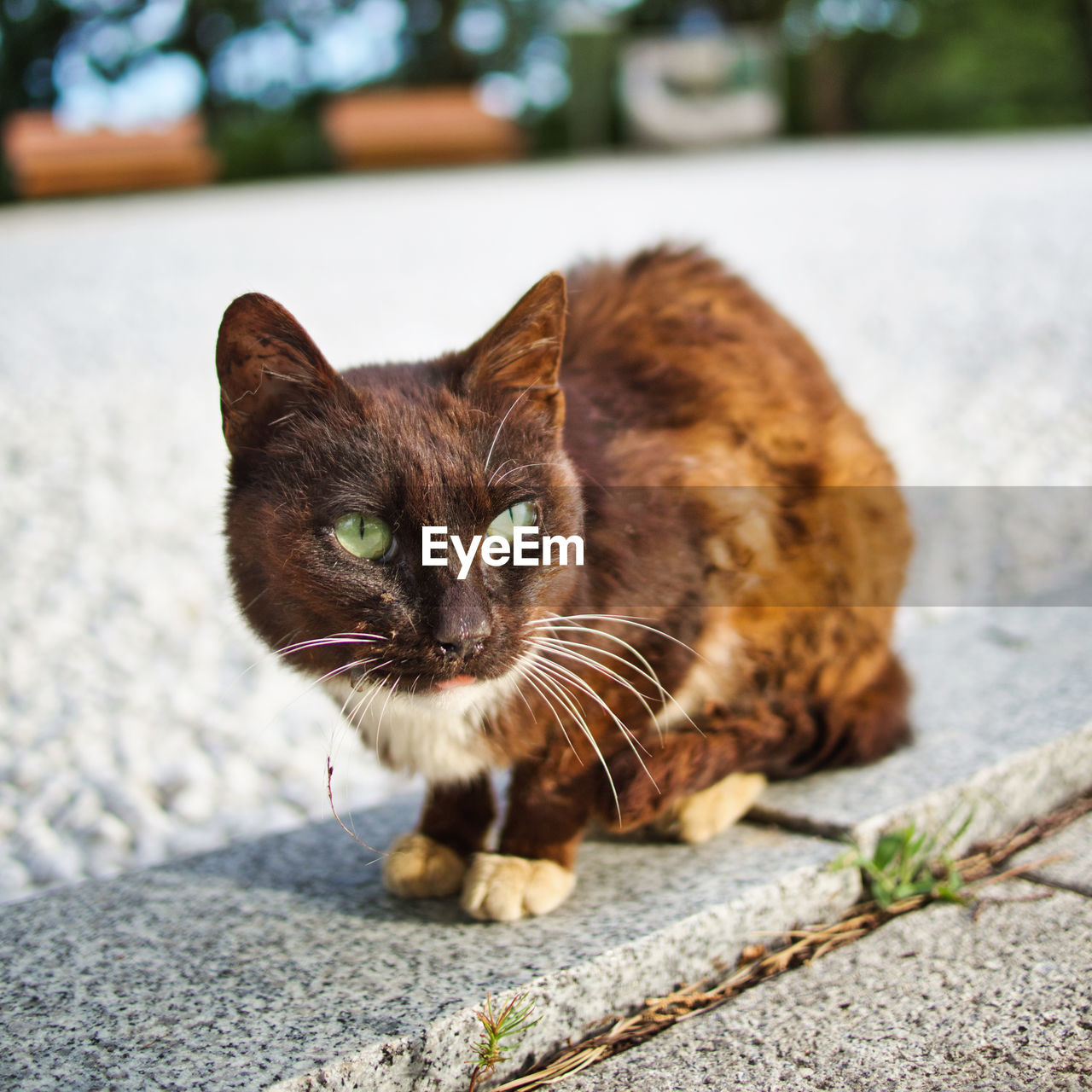 CLOSE-UP PORTRAIT OF CAT