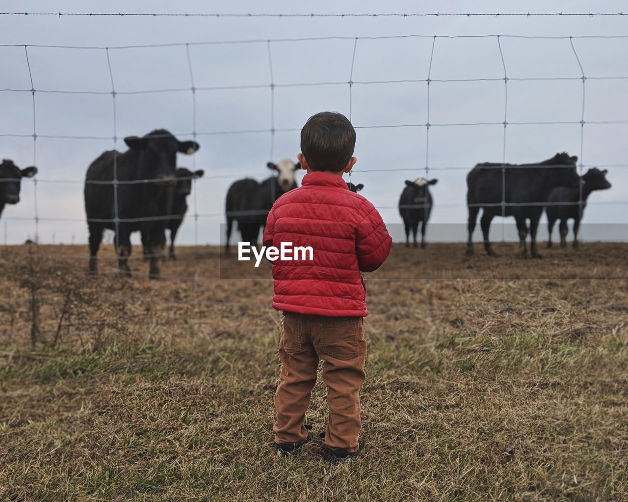 Rear view of boy looking at cows through fence while standing on field