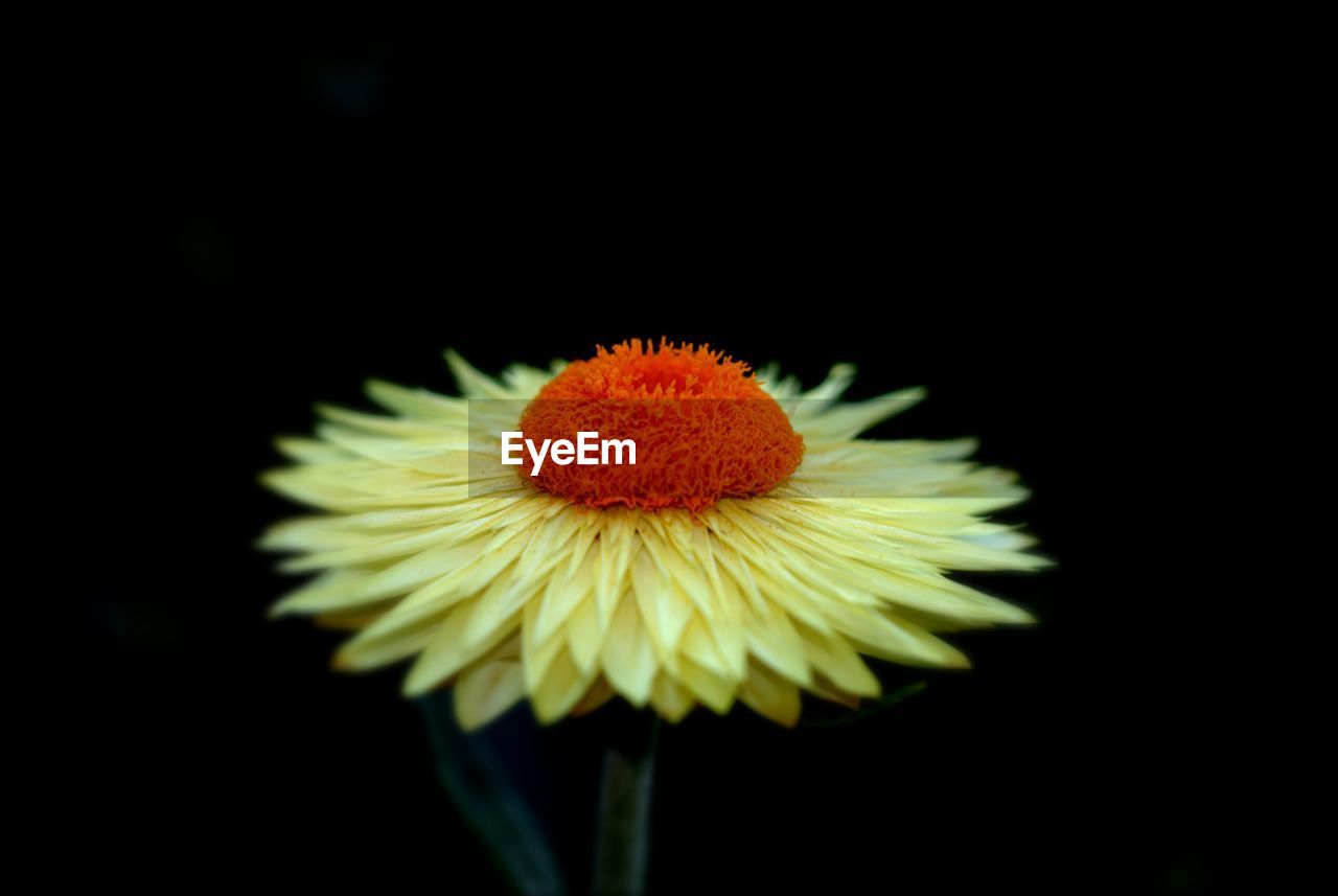 CLOSE-UP OF YELLOW FLOWER OVER BLACK BACKGROUND