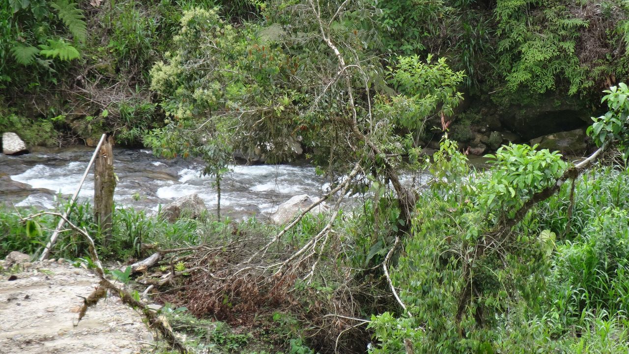 VIEW OF STREAM IN FOREST