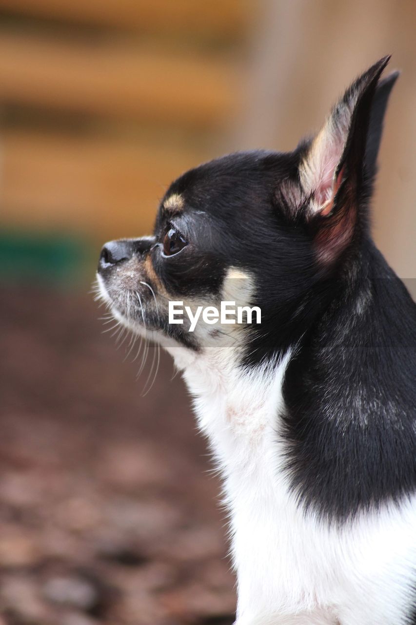 Close-up of a chihuahua 