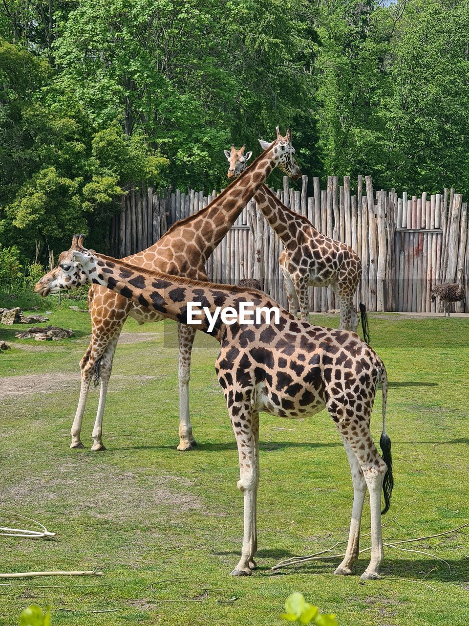 View of giraffe in zoo