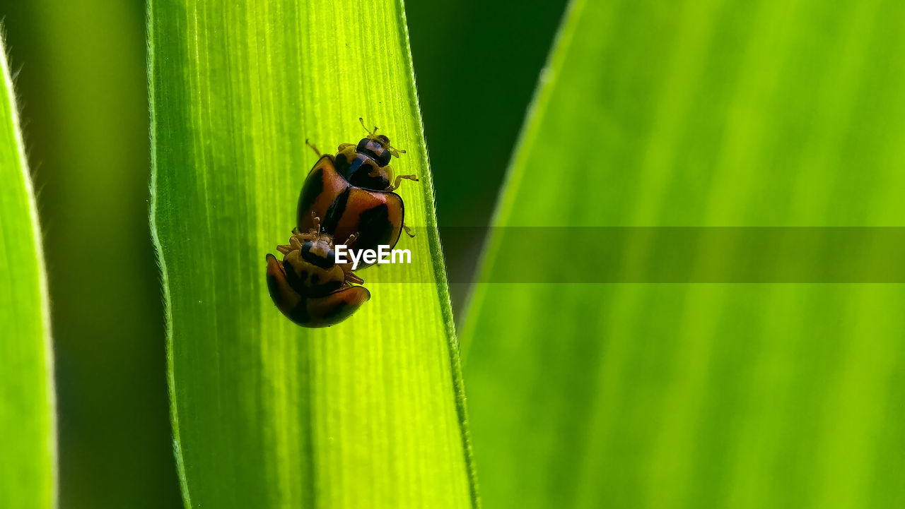 Close-up of ladybug on leaf