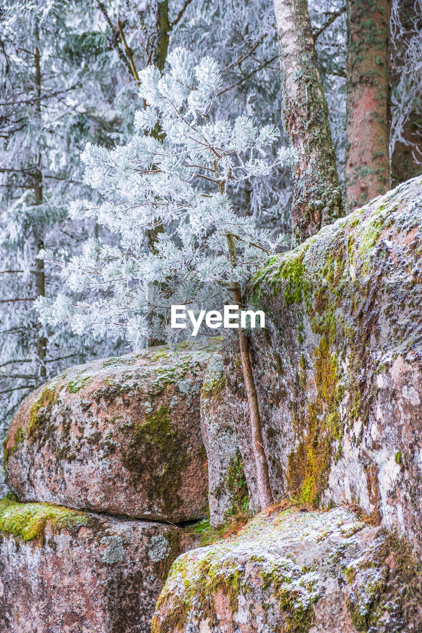 Pine tree with frost at a crag in the woodland