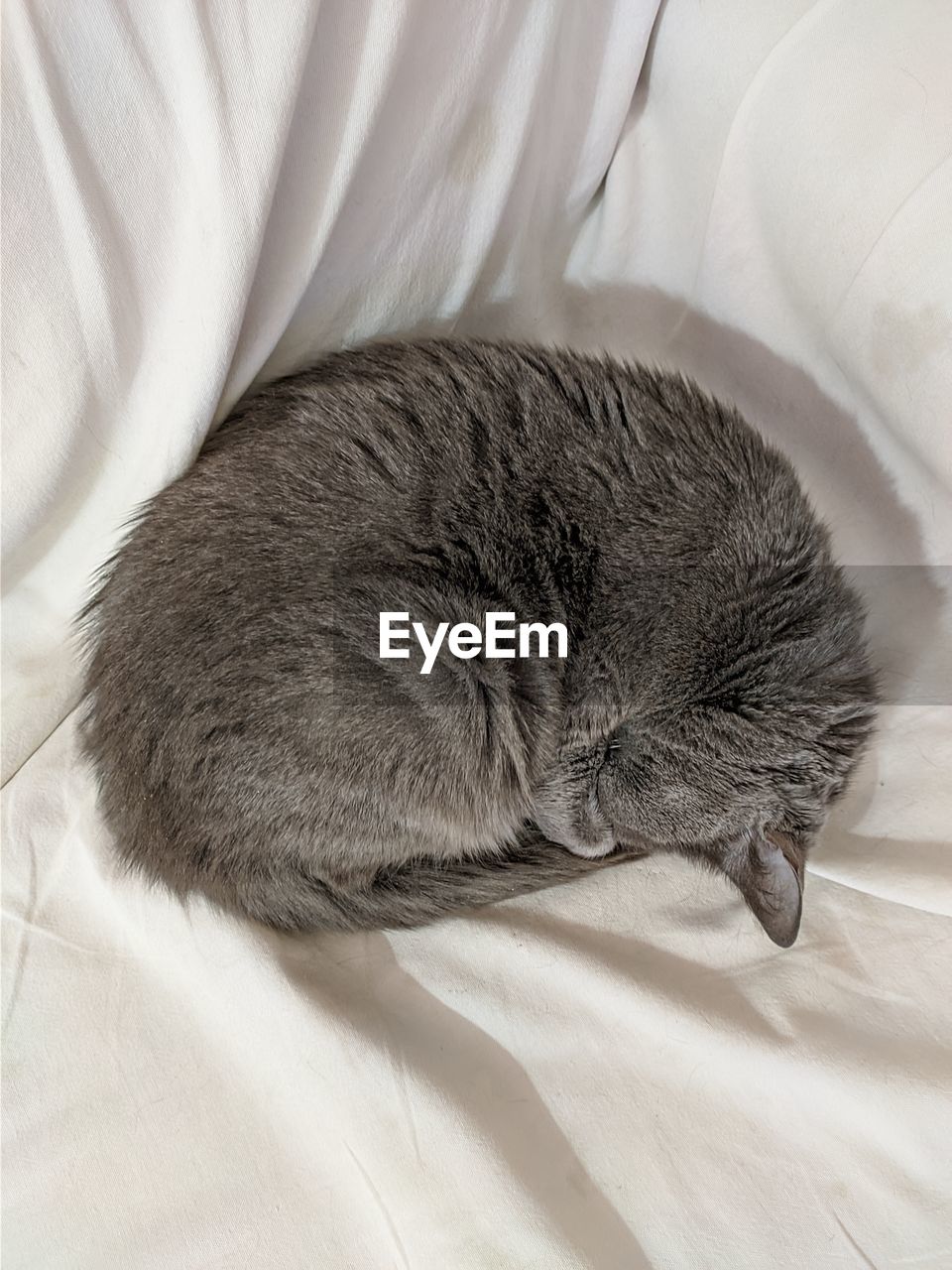 HIGH ANGLE VIEW OF CAT SLEEPING