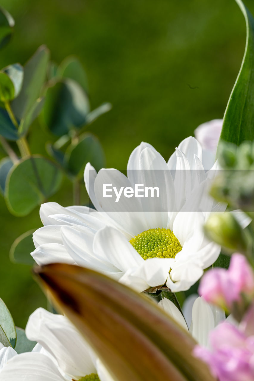 flower, flowering plant, plant, freshness, beauty in nature, nature, close-up, blossom, flower head, petal, white, fragility, growth, no people, selective focus, springtime, summer, green, leaf, outdoors, inflorescence, plant part, macro photography, ornamental garden, botany, food, yellow, environment