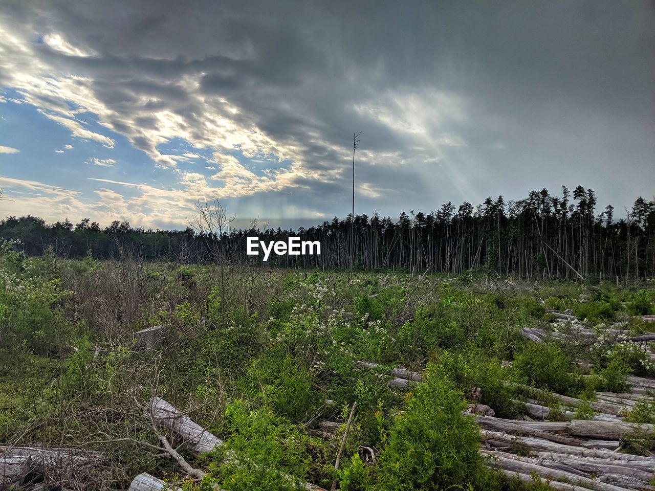 PLANTS GROWING ON LAND