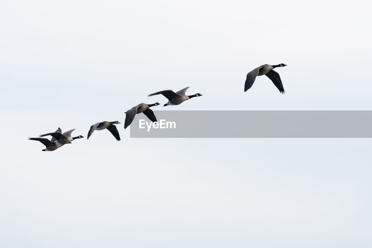 animal themes, bird, animal wildlife, flying, vertebrate, animal, animals in the wild, group of animals, sky, spread wings, mid-air, copy space, no people, clear sky, low angle view, nature, large group of animals, motion, beauty in nature, goose, flock of birds