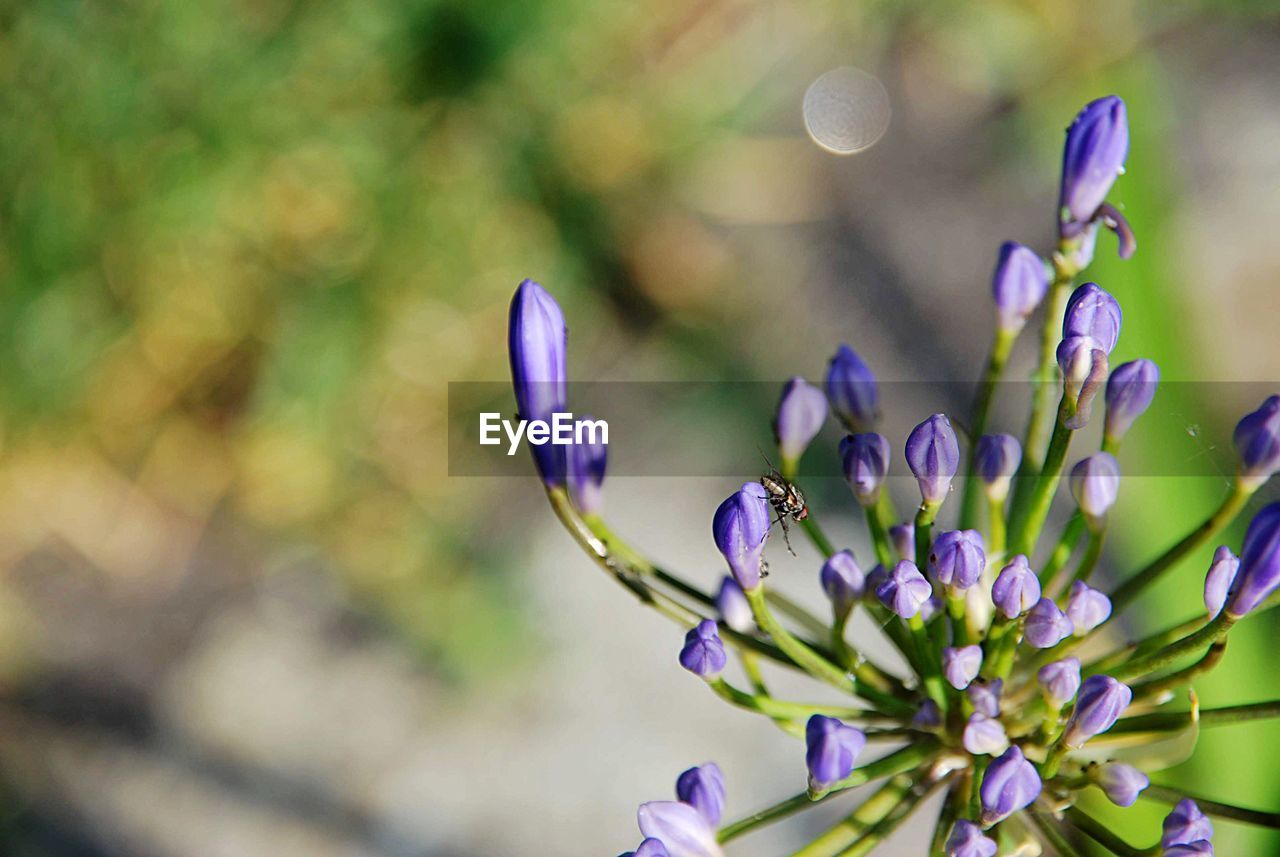 Close-up of purple flowering plant