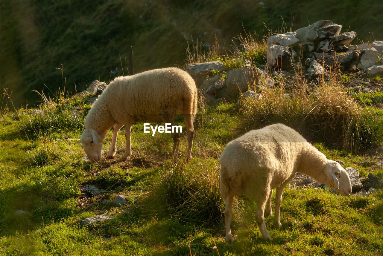 Sheep grazing in a field