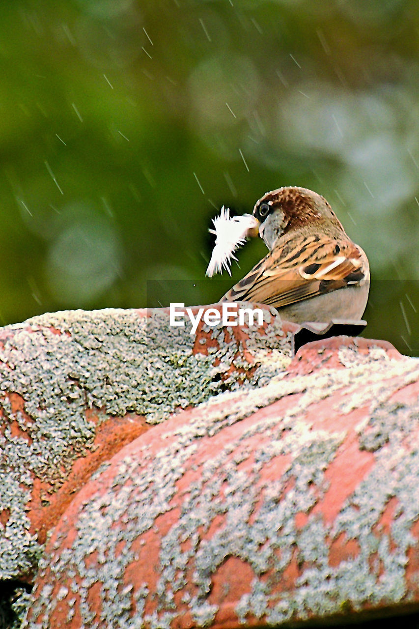 Close-up of bird perching on ground