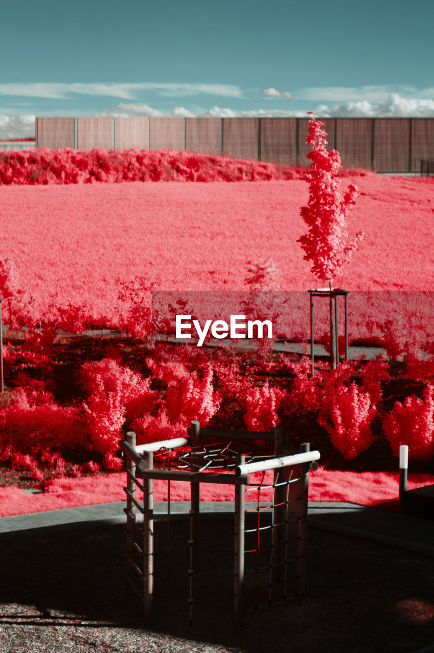 Red flowering plants by empty chairs against sky infrared