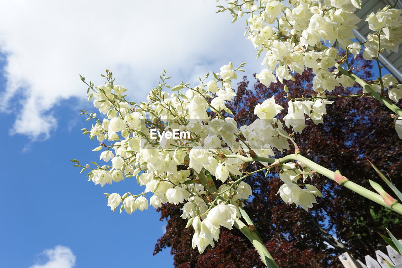 Low angle view of white flowers blooming on tree against sky