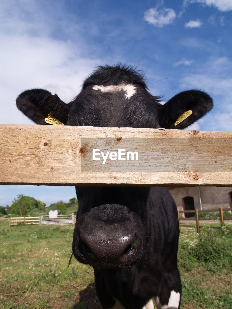 Cow with hidden eyes