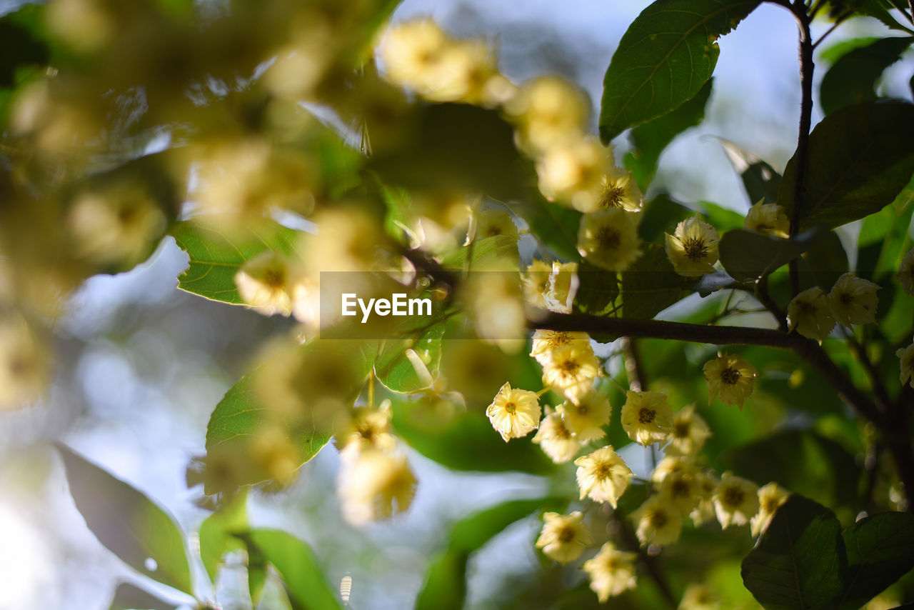 Close-up of plant