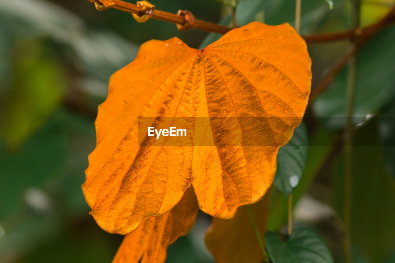 Close-up of autumnal leaves against blurred background