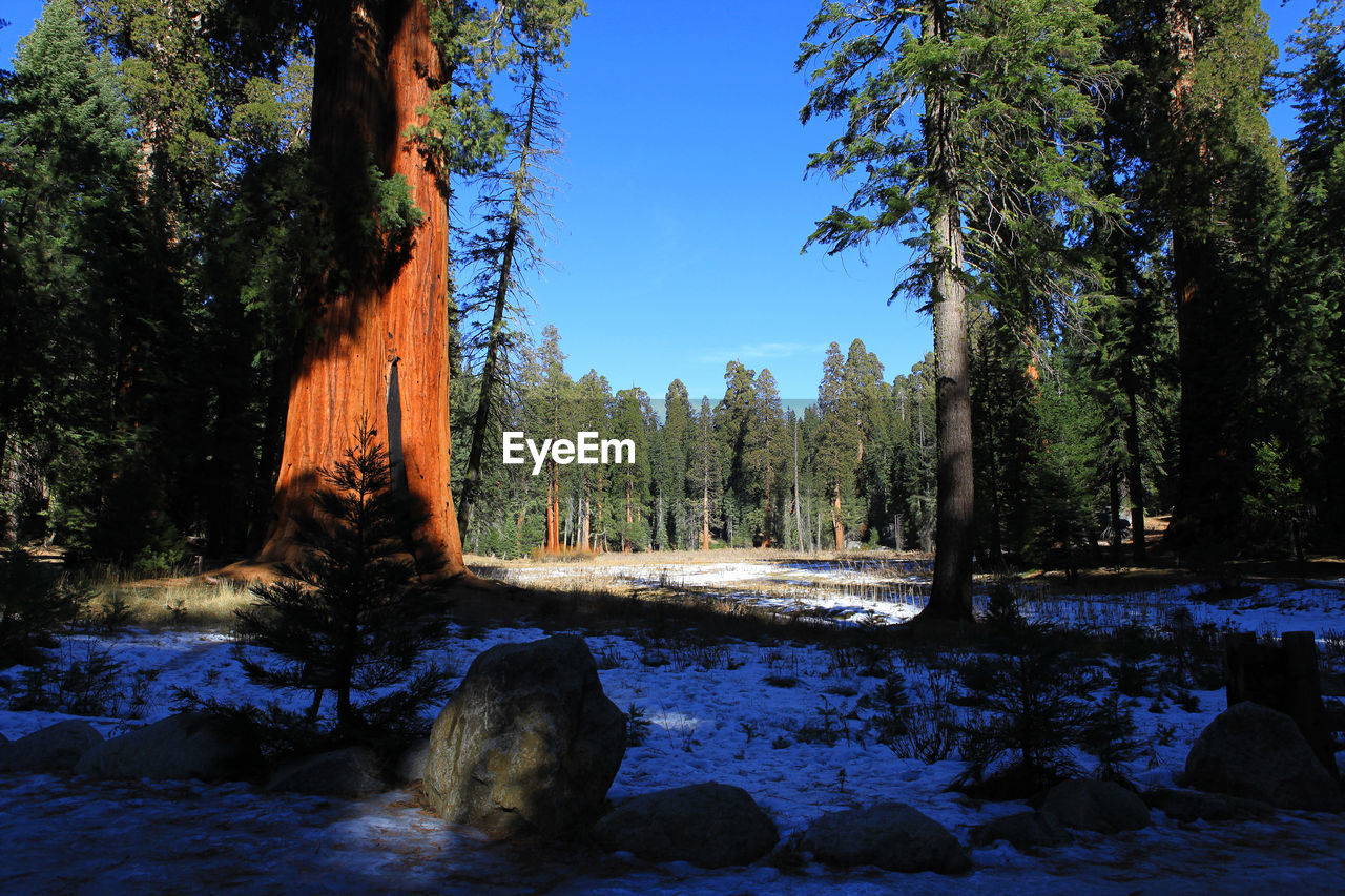 SCENIC VIEW OF LAKE IN FOREST DURING WINTER