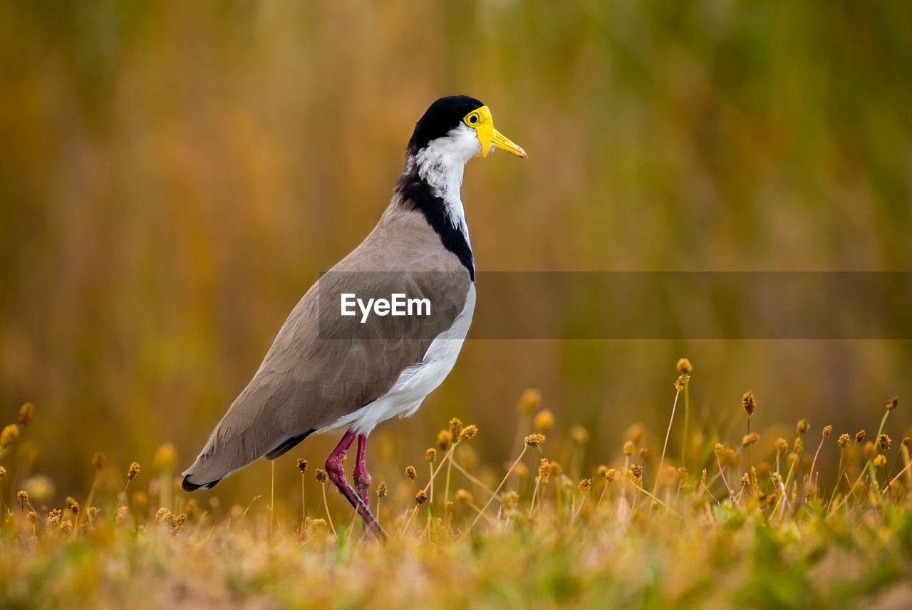 Masked lapwing on field