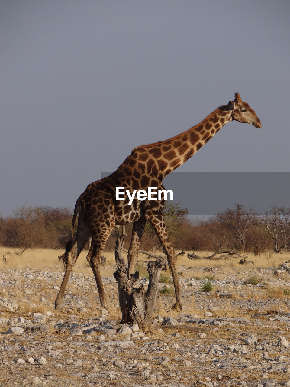 A giraffe stands alone in the steppe of the etosha national park on a sunny autumn day in namibia