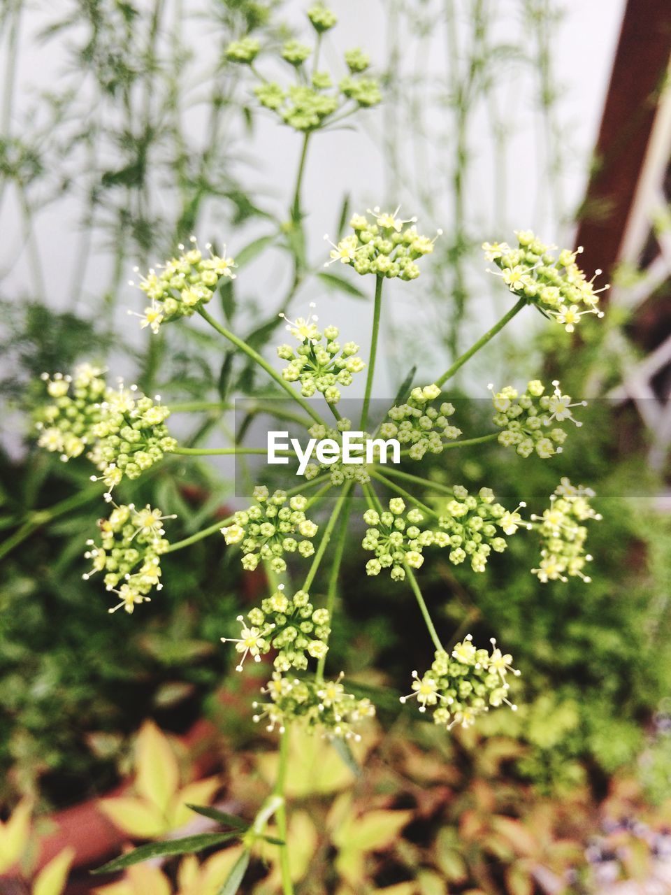 WHITE FLOWERS BLOOMING ON BRANCH