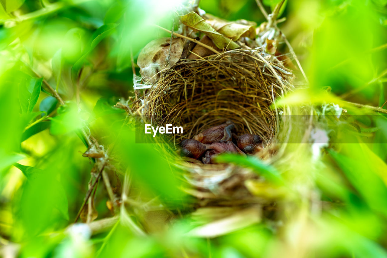 Close-up of bird perching on plant
