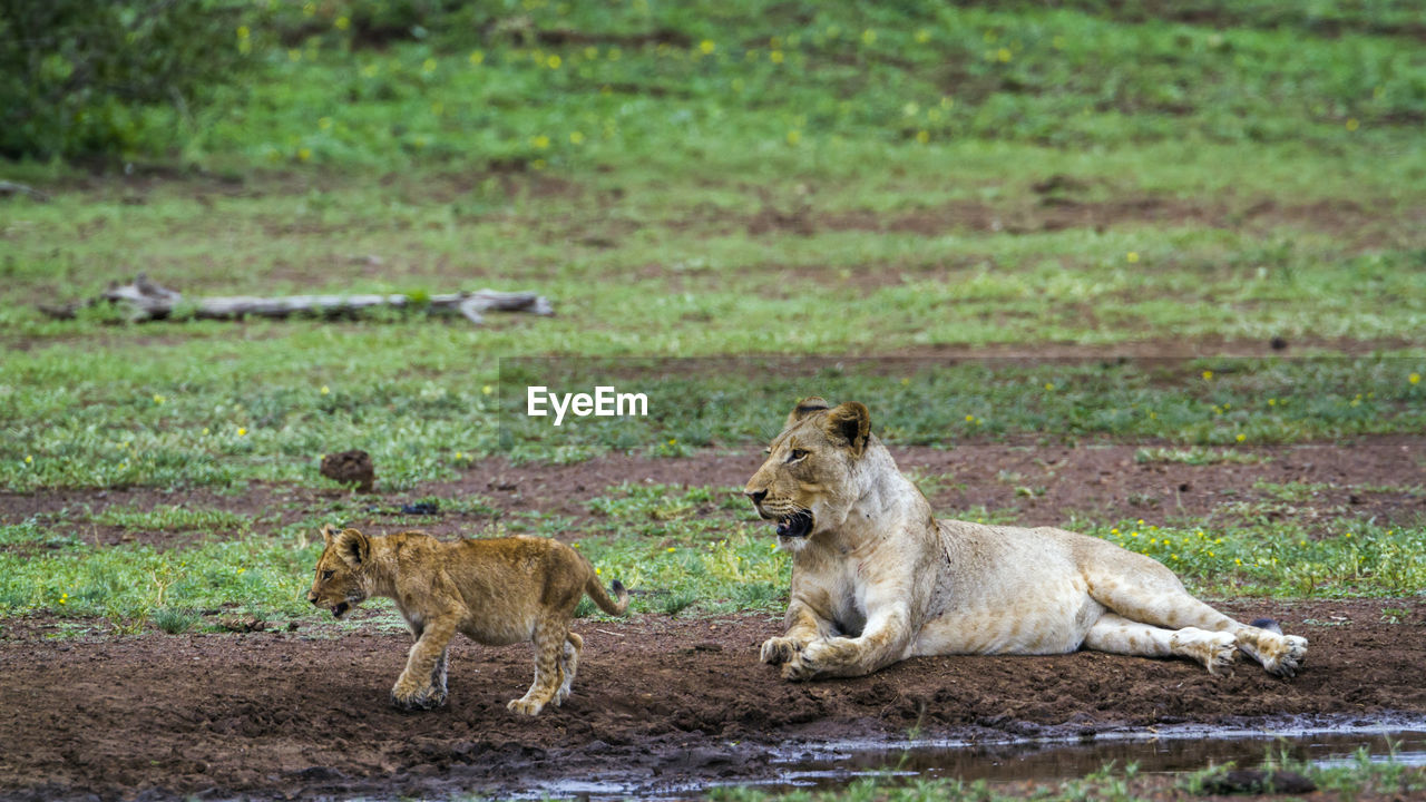 Lioness looking at cub on land