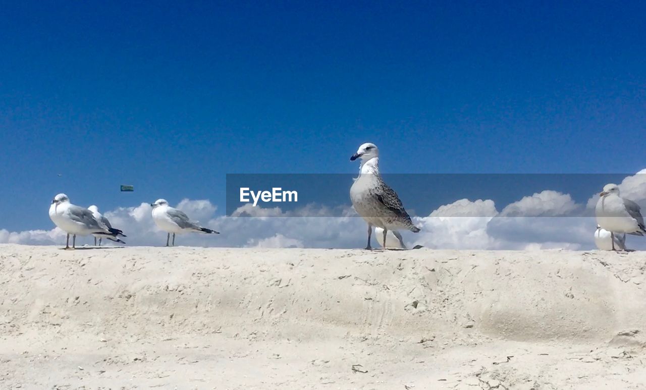 LOW ANGLE VIEW OF SEAGULLS AGAINST CLEAR SKY