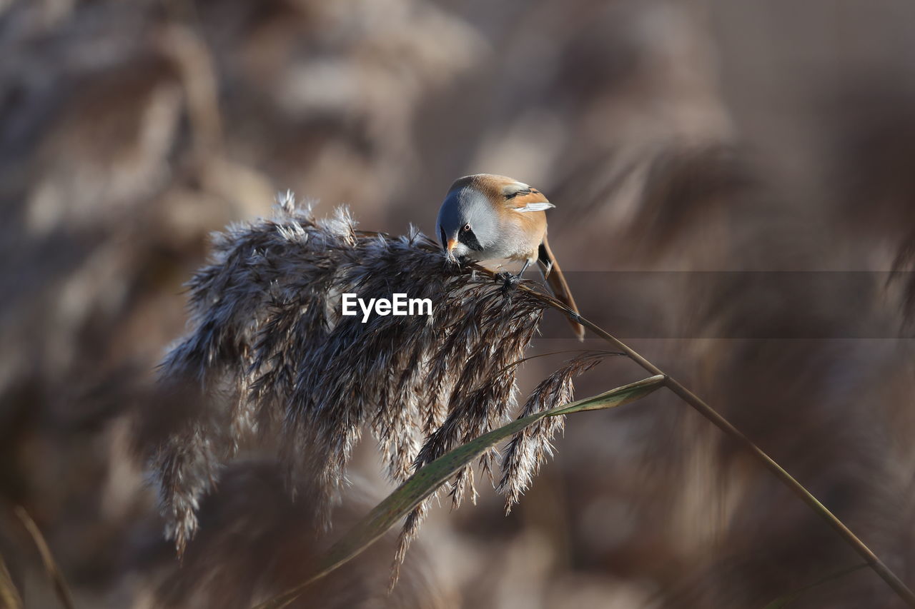 A bearded reedling feeding in the reeds